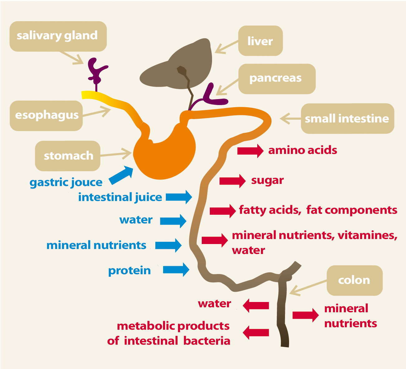Raw feeding BARF for dogs and cats Part I digestive physiology