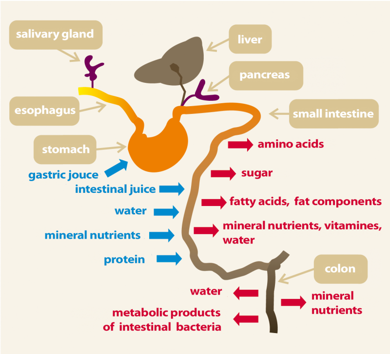 Raw Feeding - BARF For Dogs And Cats - Part I: Digestive Physiology ...